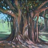 Banyan Tree, Jodhpur