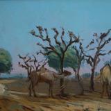 Camels, Rajasthan