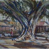 Market Tree with Goats, India